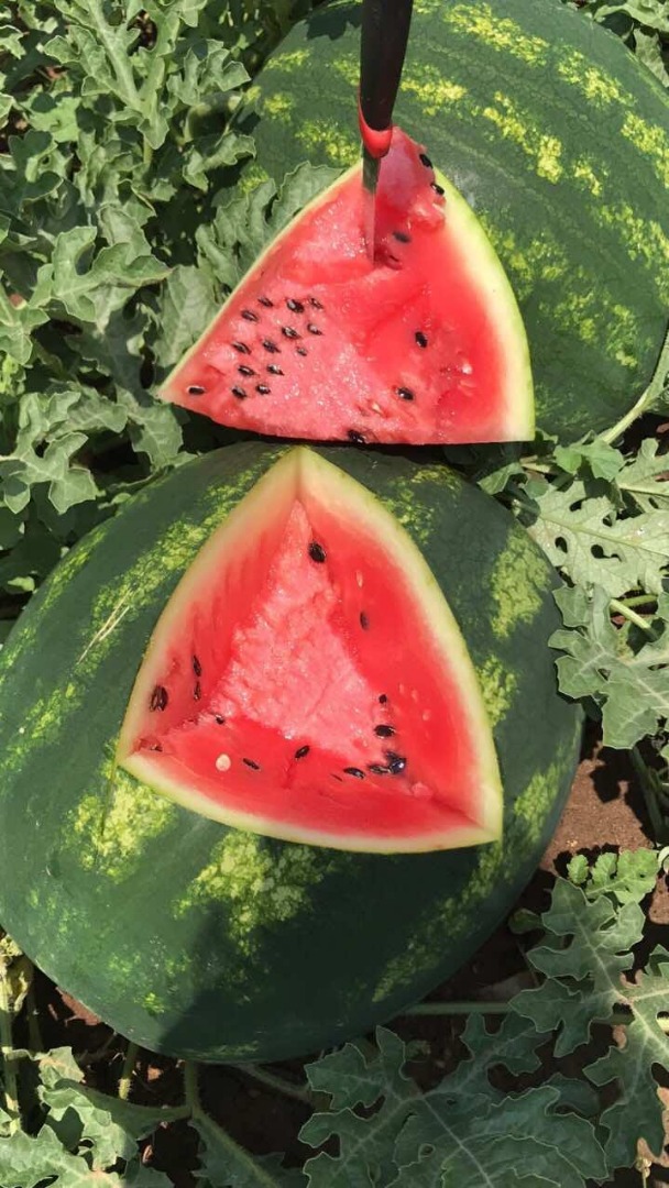 Hello, I have for sale sweet watermelon from Grecja kaliber 8 / 12kg