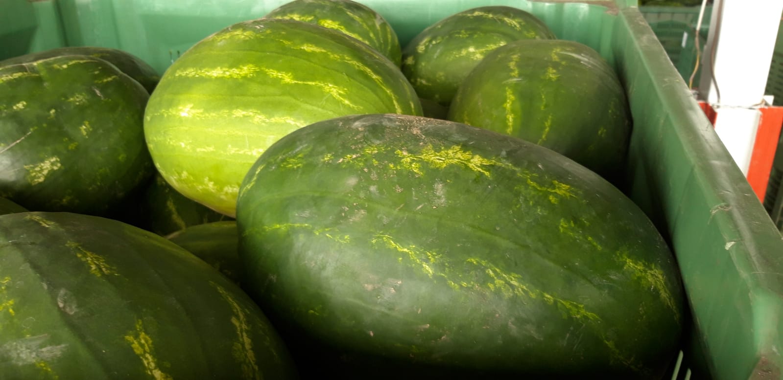 I have for sale a very juicy red watermelon from Italy Caliber4 / 8 kg