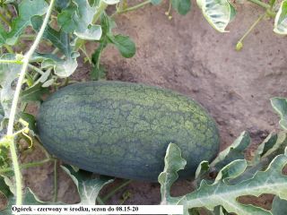 Good morning. Our company offers watermelon from Ukraine. We