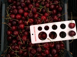Hello I offer for sale cherry fruit in wholesale
