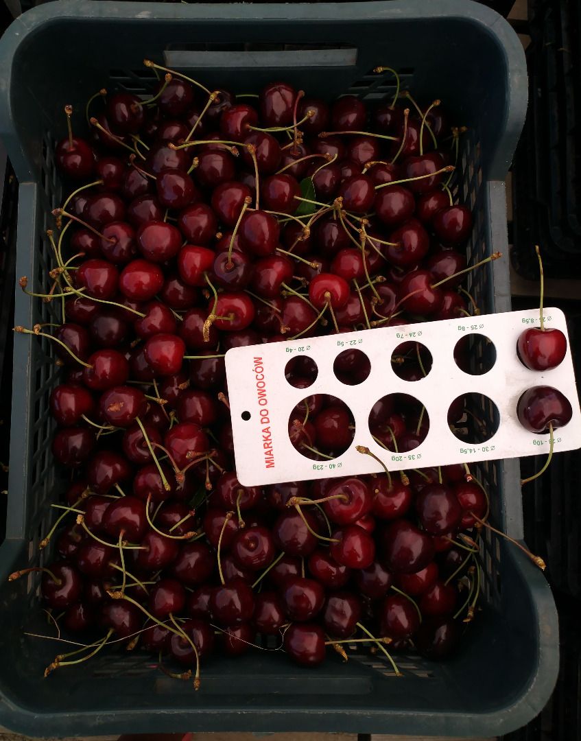 Hello I offer for sale cherry fruit in wholesale quantities straight from the orchard