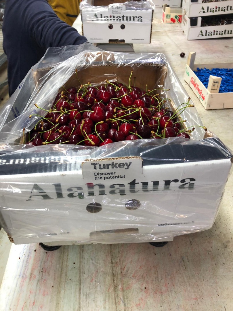 Sweet cherry Alashehir, 30 days warranty
