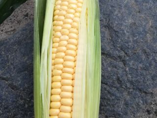 I will sell SWEET NUGEET sweet corn cobs.