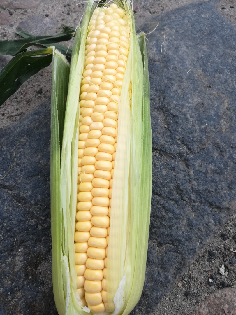 I will sell SWEET NUGEET sweet corn cobs