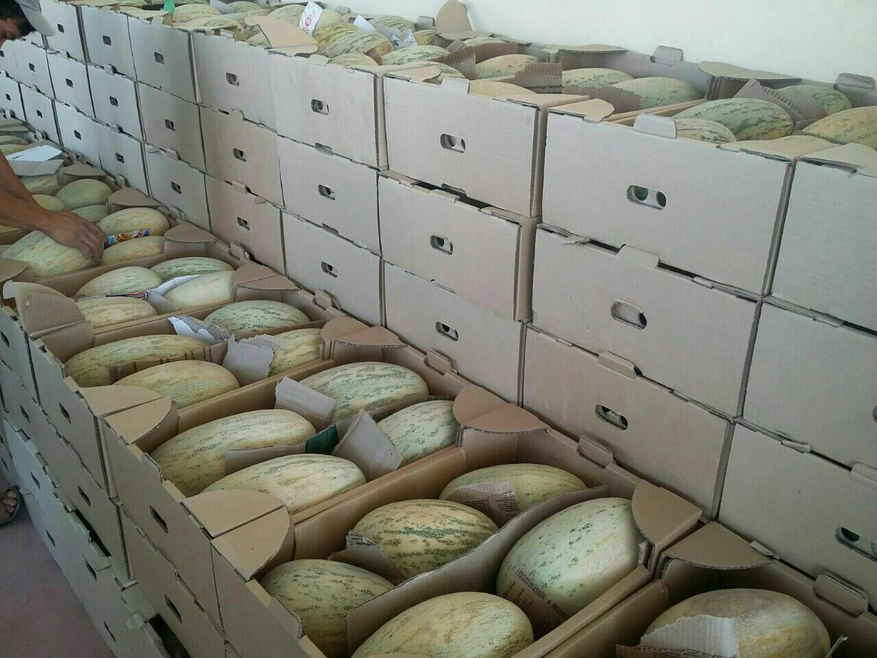 I will sell melon
