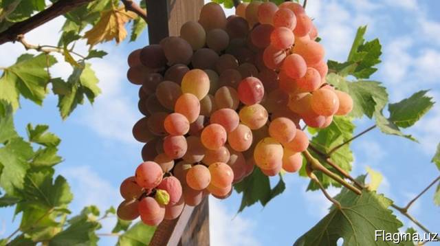 Sales of grapes