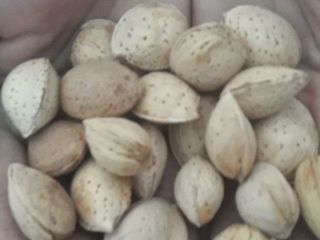 I will sell almonds for processing. There is a