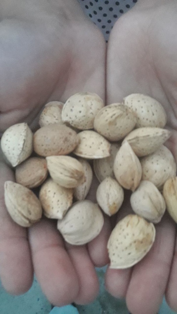 I will sell almonds for processing
