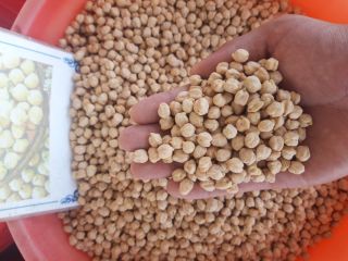 I will sell chickpeas (Iranian yellow) from Uzbekistan. Quality