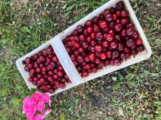 I will sell cherries, a very good early variety.