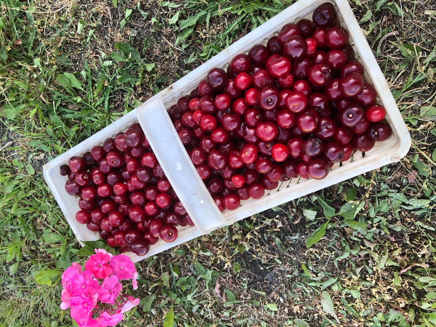 I will sell cherries, a very good early variety