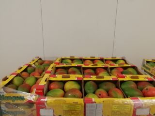 I will sell mango wholesale quantities. Sizes from 5