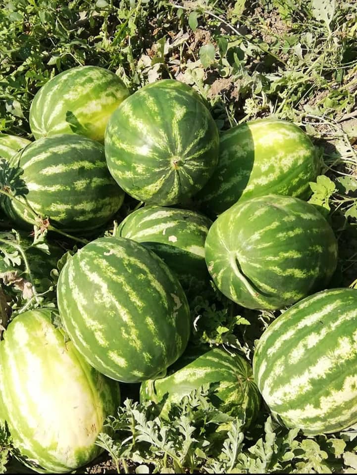 Prodavam Watermelons Wholesale Origin of the goods Turkey Minimum quantity 30 tonnes Contact & Order WhatApp