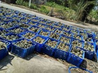 Size 300 grams yellow sweet quality guaranteed first-class pineapple