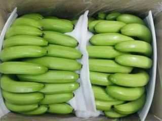 Product :Cavendish Banana Pulp To Tip Length :18 to
