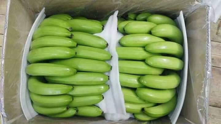 Product :Cavendish Banana Pulp To Tip Length :18 to 25 Cm Calibration:Minimum 38 To Maximum 45 Age :11 to 12 Weeks ,Shelf Life : 55days 13.2 C Packing:5 ply