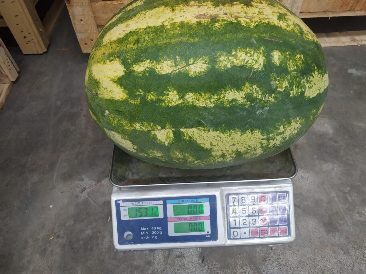 Fresh, nice, juicy watermelon, 12+ kg, pickup in Grójec
