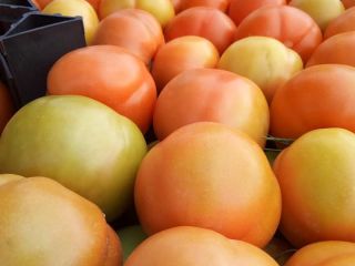 we are happy to offer fresh tomatoes (cherry, plum,