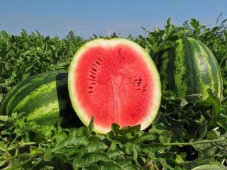 Good day. Our company offers watermelon from Ukraine. Available