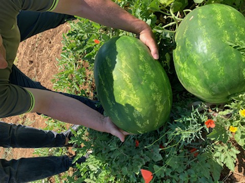 Watermelon quantities of trucks