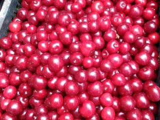 Cherries straight from the orchard in Mieszkowice, without intermediaries.