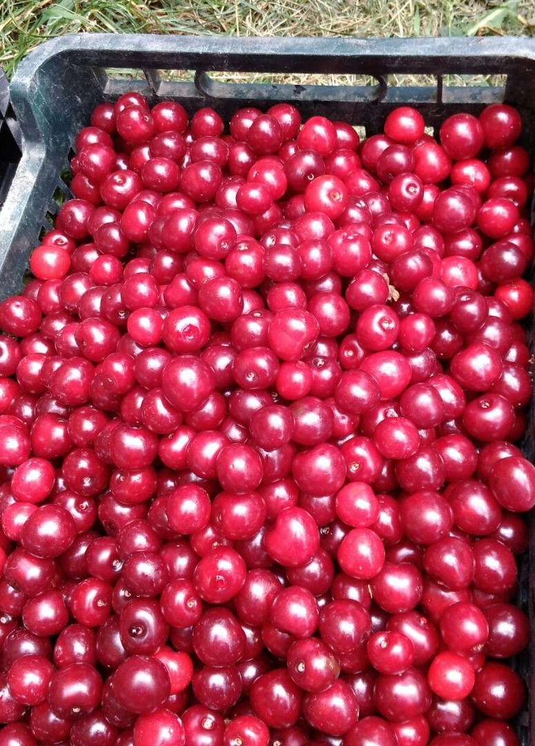 Cherries straight from the orchard in Mieszkowice, without intermediaries