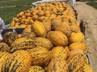 Sell melons wholesale Price 1.65 € kg from place