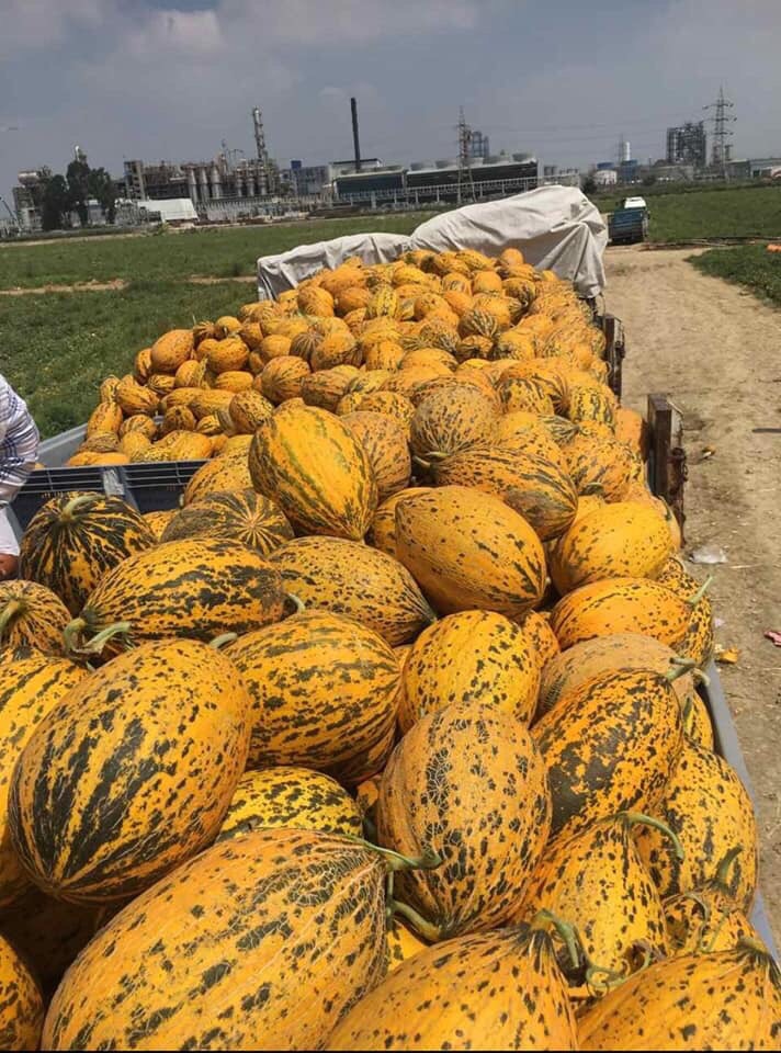 Sell melons wholesale Price 1.65 € kg from place in Turkey without transport included For more information and orders whatapp