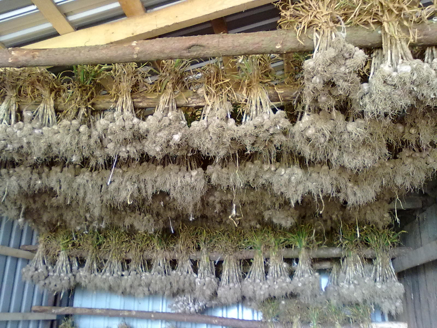 I have garlic for sale, Harnaś variety, garlic is just being dug out, the size of the heads is 4-4.5 0.70 gr5-5.5 1 PLN and 6-1.20
