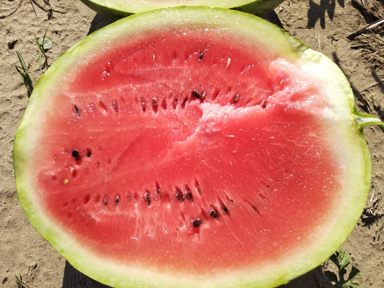 We constantly sell watermelon of the highest quality