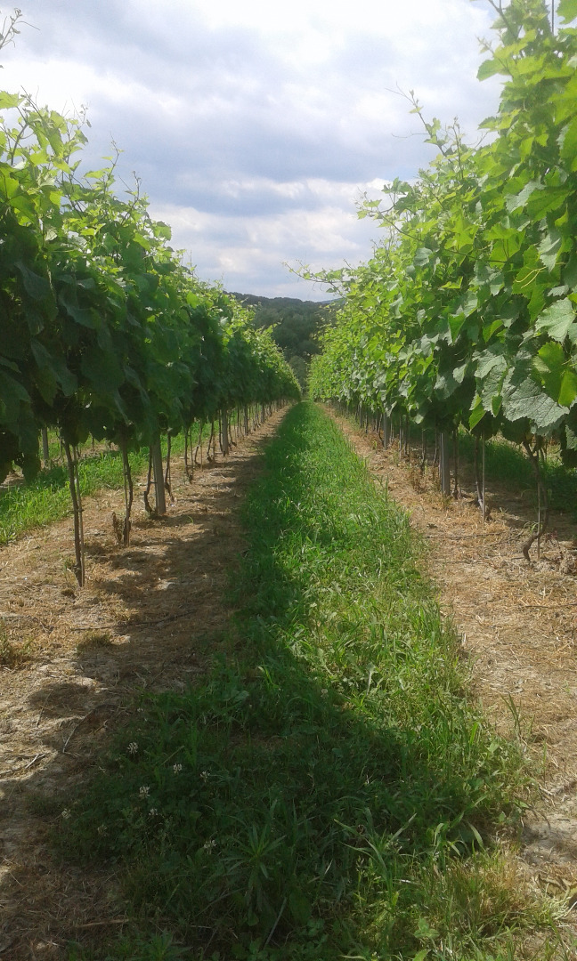 You are able to sign up for processing varieties: Solaris, Muscaris, Regent, Cabernet Cortis, Johanniter and Chardonnay