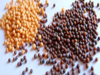 Best Selling White / Black / Yellow mustard seed