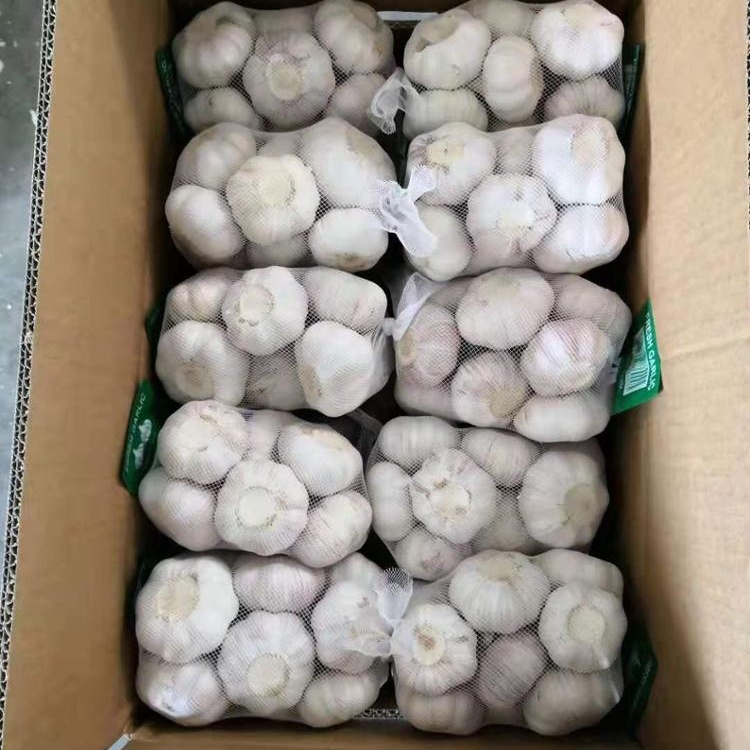organic fresh galic white gralic export 4.5/5.0/5.5 cm Metric Tons | 26 Metric Ton/Metric Tons (Min