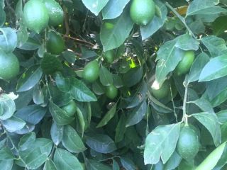 Sell Lemons at wholesale Excellent quality The price is