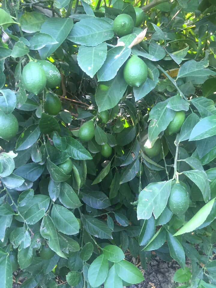 Sell Lemons at wholesale Excellent quality The price is without transport included For information