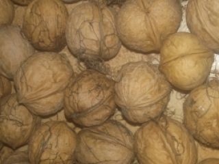 Będę sprzedawał orzechy włoskie, niełuskane organiczne, suszone rok 2018