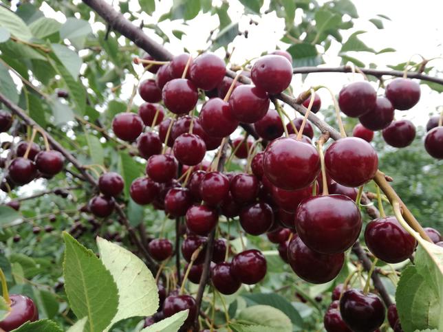 I will sell beautiful cherries, from 1 ton