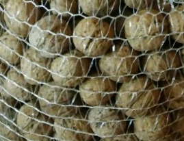 Walnuts from your own garden