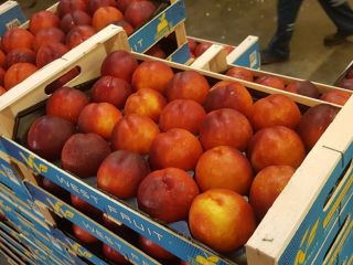 Fia Gogot Fruit company in Greece Salonik offers you
