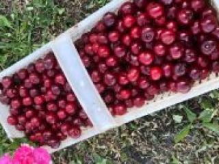 I will sell Kelleris / Lutowka cherries. Price: 3zl
