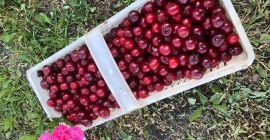 I will sell Kelleris / Lutowka cherries