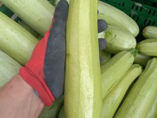 Squash and zucchini large amounts
