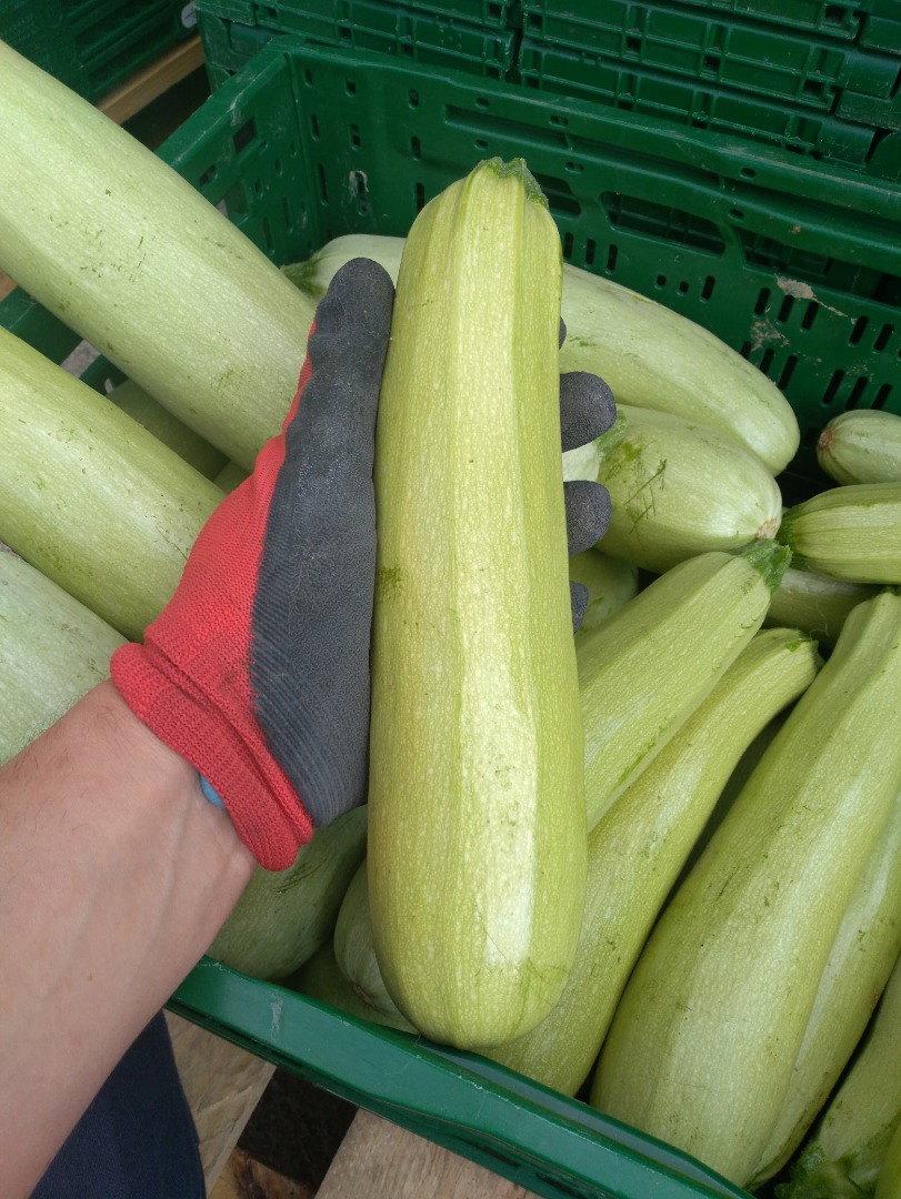 Squash and zucchini large amounts