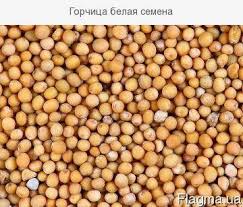 MUSTARD Product Type: Single Herbs & Spices Style: Fresh Certification: ISO Shape: Round Color: white Place of Origin: Russia Mustard seed Supply Ability: 1000