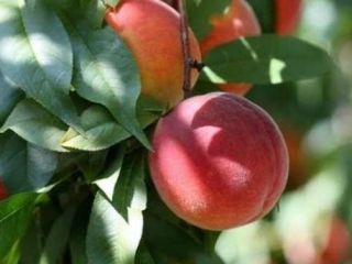 I will sell fresh and ripe fruit of the