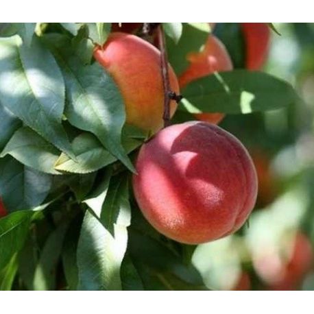 I will sell fresh and ripe fruit of the Harrow Beauty dessert variety collected from three-year-old trees