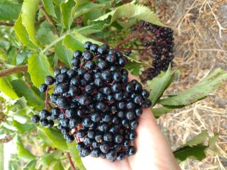 I will sell about 500 kg of elderberry fruit