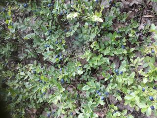 Hello, I sell mountain dirty berries