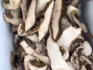 Boletus edulis,porcini funghi,cepes,steinpilz, picked from Transilvania woods ecological places.First