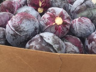 I will sell quantities of white cabbage and red